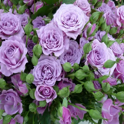 Роза миниатюрная Мэнди/Mandy (Kordes) - «Необычная форма соцветий и яркий  цвет. Редкий сорт - Mandy (Kordes). Идеальна ли она для контейнеров?» |  отзывы