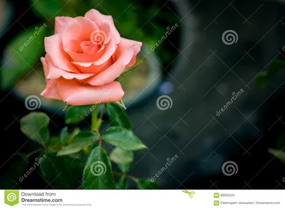 Старая розовая роза цвета на запачканной предпосылке Стоковое Изображение -  изображение насчитывающей ð½ñ ð», ñ„ð»oñ€ð¸ñ ñ‚ð¸ñ‡ðµñ ðºo: 86525425