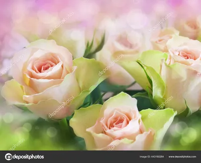 Красивая старая роза, полурозовая и оранжевая, красива среди других цветов  и листовок на белом фоне Стоковое Изображение - изображение насчитывающей  висеть, цвет: 156994411