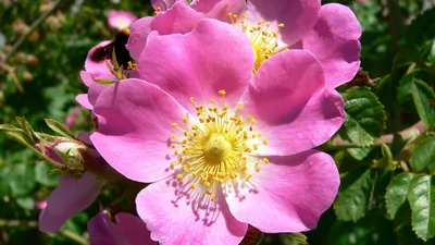 ⬇ Скачать картинки Пыльные розовые розы, стоковые фото Пыльные розовые розы  в хорошем качестве | Depositphotos