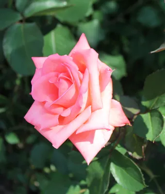 Цвет пыльная роза: фото, пыльно розовый цвет, пыльная роза в интерьере -  пыльно розовый фон, оттенок пыльная роза, кухня, шторы, спальня