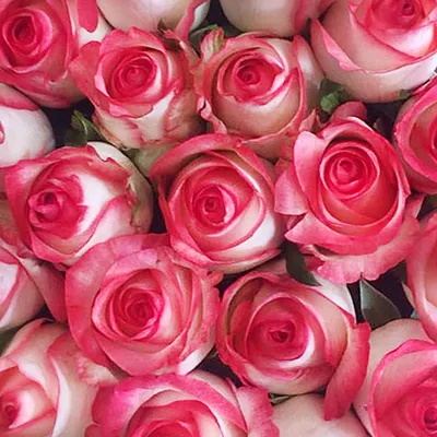 Розы в коробке купить | Доставка цветов Москва | Интернет-магазин  dakotaflora.com