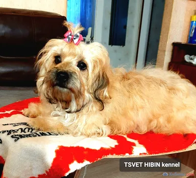 щенок русская цветная болонка купить в Апатитах - Собаки на Хибины.com