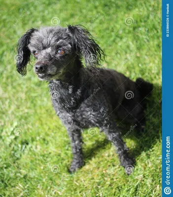 чёрная болонская собачка русская цветная болонка Стоковое Фото -  изображение насчитывающей мало, черный: 233866526