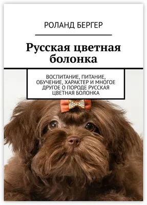 SOBAKA.LV | Породы собак | Русская цветная болонка | Фото 13391