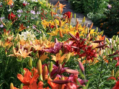 Как эффектно использовать садовые лилии в дизайне сада? Подбор партнеров.  Фото — Ботаничка