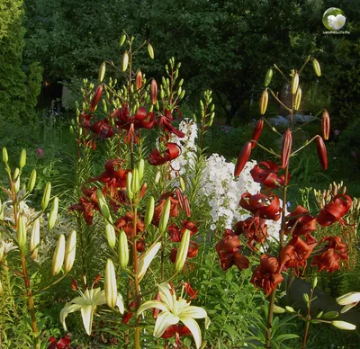 Дарвин Маркет - всё для сада и огорода - 🔥ХИТ ПРОДАЖ🔥 🌺 Прекрасные лилии  оживят Ваш цветник не только своим потрясающим внешним видом, но и  умопомрачительным ароматом😍 🌺 А в ассортименте Дарвин