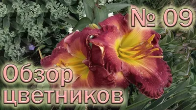 Лилии в дизайне сада. Как и с кем посадить!? | ВКонтакте