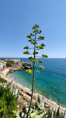 Саженцы Agave (Агава) в Краснодаре от Natali.Garden Экзотические растения  купить с доставкой по РФ | Питомник Растений и Садовый Центр Краснодар  NataliGarden.ru