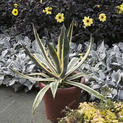 Ага́ва америка́нская (Agave americana) - PictureThis