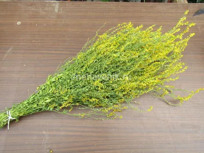 Донник, травяной набор для бани по выгодной цене от производителя