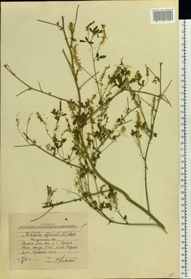 MW0406006, Melilotus officinalis (Донник лекарственный), specimen