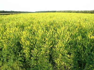 Донник желтый, двухлетний (буркун) (Семена 2022г. Цена за 100г). — Лесосад