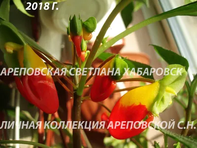 КАК МЕНЯ ПРАВИЛЬНО НАЗЫВАТЬ - ИМПАТИЕНС НИАМЕЙСКИЙ ( IMPATIENS  NIAMNIAMENSIS) ИЛИ ПОПУГАЙЧИК. - Цветочный блог Ареповской