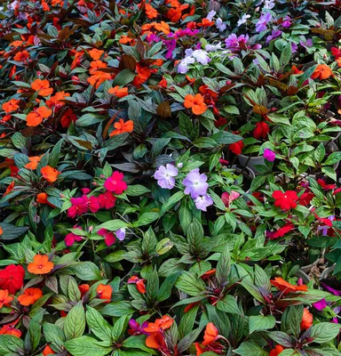 Бальзамин или огенек - цветущее комнатное растение | faterra.com