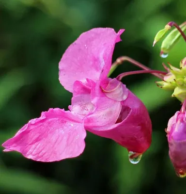 Бальзамин или огенек - цветущее комнатное растение | faterra.com