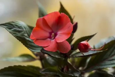 Комнатный цветок бальзамин (Ванька мокрый). Уход и выращивание