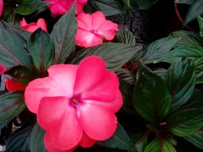 Ванька мокрый цветы - 69 фото
