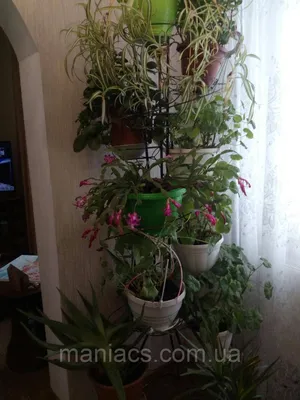 Подставка для цветов \"Башня винтаж на 12 чаш\": продажа, цена в Днепре.  Подставки и опоры для растений от \"maniacs.com.ua\" - 440649332