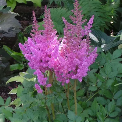 Астильба китайская 'Little Visions in Pink' (Astilbe chin.'Little Visions  in Pink')