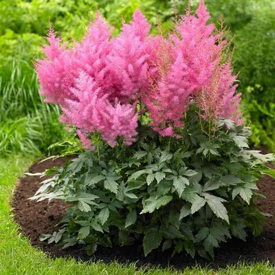 Астильбу Арендса Глория Пурпуреа (Astilbe Arendsii Gloria Purpurea) купить  в интернет магазине ЗаказВсадру