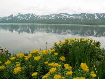Удивительные цветы высокогорья — Алтайский биосферный заповедник
