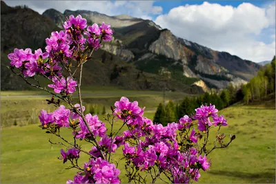Туристы начали обрывать ядовитый маральник, цветению которого посвящен  праздник на Алтае | Интерфакс-Туризм