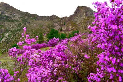 Цветение маральника (багульника) в Горном Алтае в 2020 году - Турагентство  Вокруг Света | Бийск