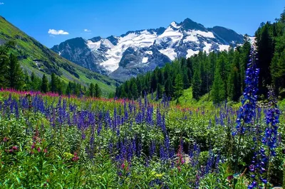 Поле цветов на фоне заснеженных горных вершин в горах алтая. красивый  природный ландшафт. | Премиум Фото