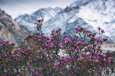 Маральник расцвёл на Алтае: 5 фото нежных цветов с заснеженных гор