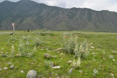 Цветы горного Алтая - 36 фото