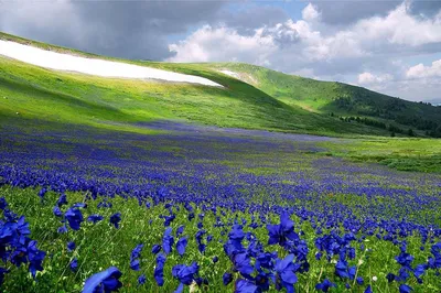 Удивительные цветы высокогорья — Алтайский биосферный заповедник