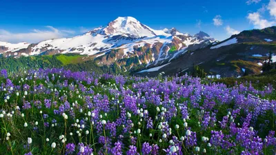 Альпийские цветы - 50 фото