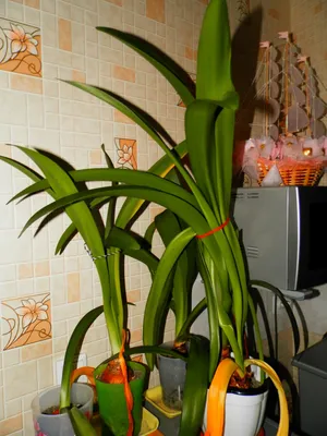 Комнатный цветок панданус в домашних условиях: уход, полив, виды с фото и  названиями