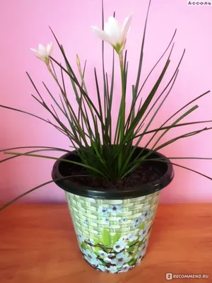 Кордилина (комнатное растение) — купить в Красноярске. Горшечные растения и  комнатные цветы на интернет-аукционе Au.ru