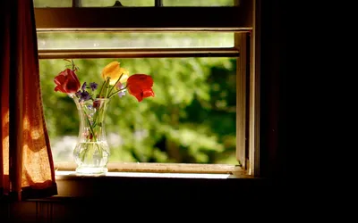 Цветы для солнечного окна - 82 фото