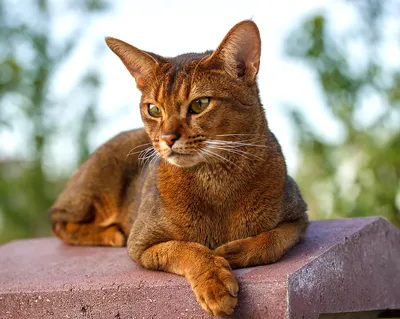 Бенгальская короткошерстная кошка - 51 фото