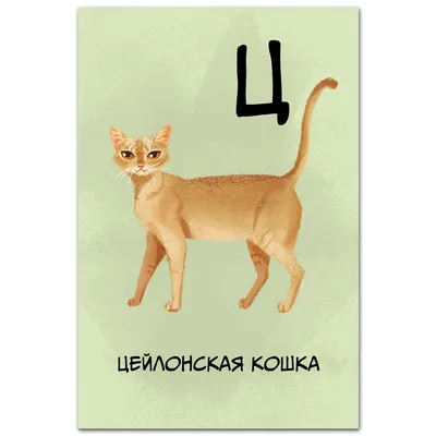 Цейлонская кошка