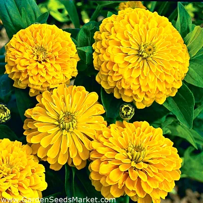 Цинния изящная - Kirke - желтый - Zinnia elegans fl.pl. Dahliaeflora -  семена – Garden Seeds Market | Бесплатная доставка