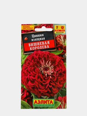 Цинния изящная Вишневая королева, семена цветы, Аэлита за 59 ₽ купить в  интернет-магазине KazanExpress