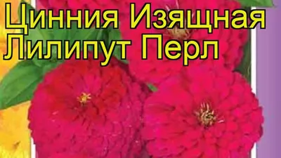 Цинния изящная Лилипут перл. Краткий обзор, описание характеристик zinnia  elegans Liliput Pearl - YouTube