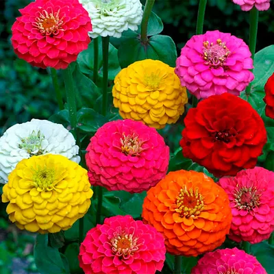 Цинния изящная - Purity - белый - Zinnia elegans - семена – Garden Seeds  Market | Бесплатная доставка