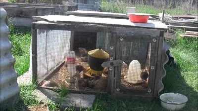 Содержание цыплят весной на улице - YouTube