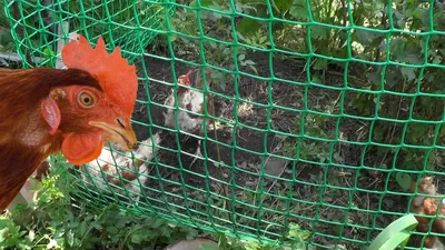 Relocatable enclosure for chickens (subs) - YouTube