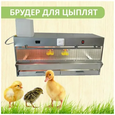 Брудер для цыплят — купить по низкой цене на Яндекс Маркете