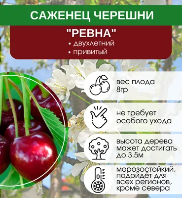 Купить саженцы Черешня Ревна с доставкой! | Florali.ru