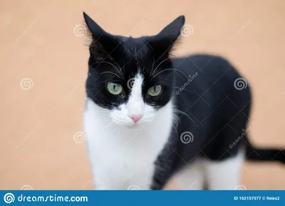 Черно-белый кот стоковое изображение. изображение насчитывающей сторона -  162157577