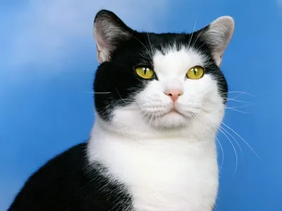 Черно-белый кот, обои с кошками, картинки, фото 1600x1200