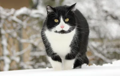 Обои зима, кошка, кот, снег, черно-белый картинки на рабочий стол, раздел  кошки - скачать