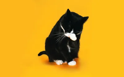 Черно белый кот фото